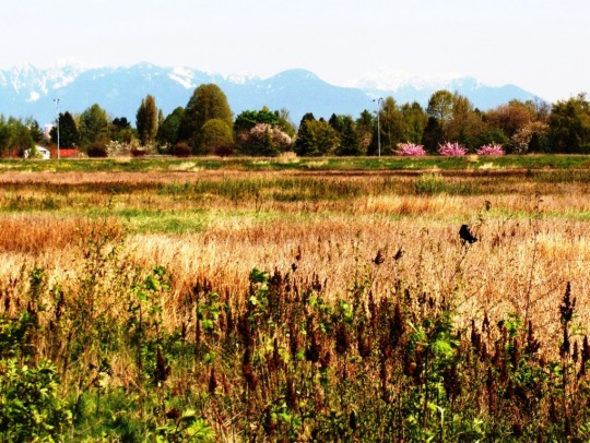 Garden City Lands, Richmond, BC, with mountains in background